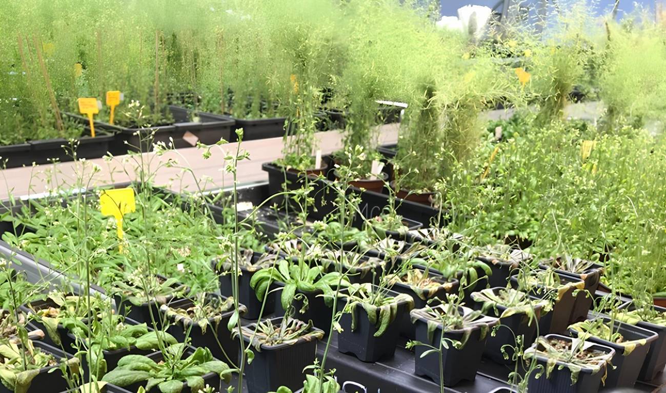 Identifican el ‘código molecular’ que permite a las plantas resistir la sequía