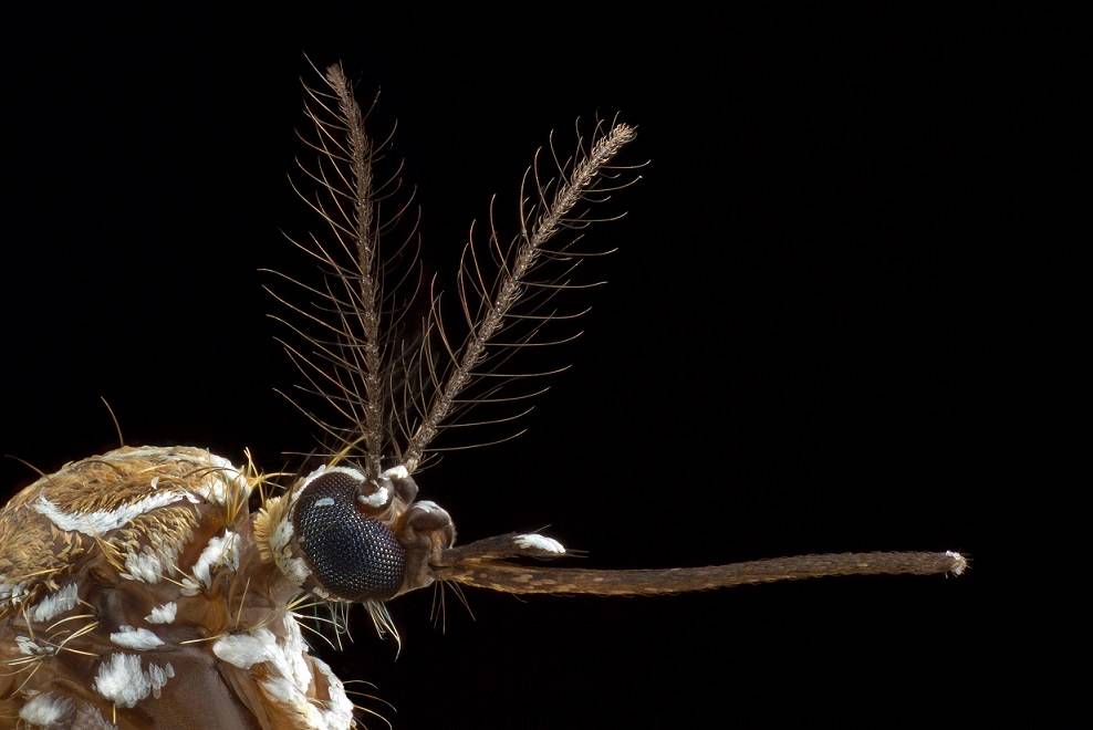Identifican el gen que atrae a los mosquitos al sudor humano 