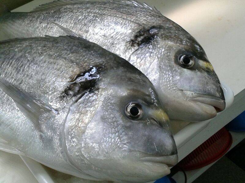 Identifican genes de la dorada afectados por cambios en la salinidad 