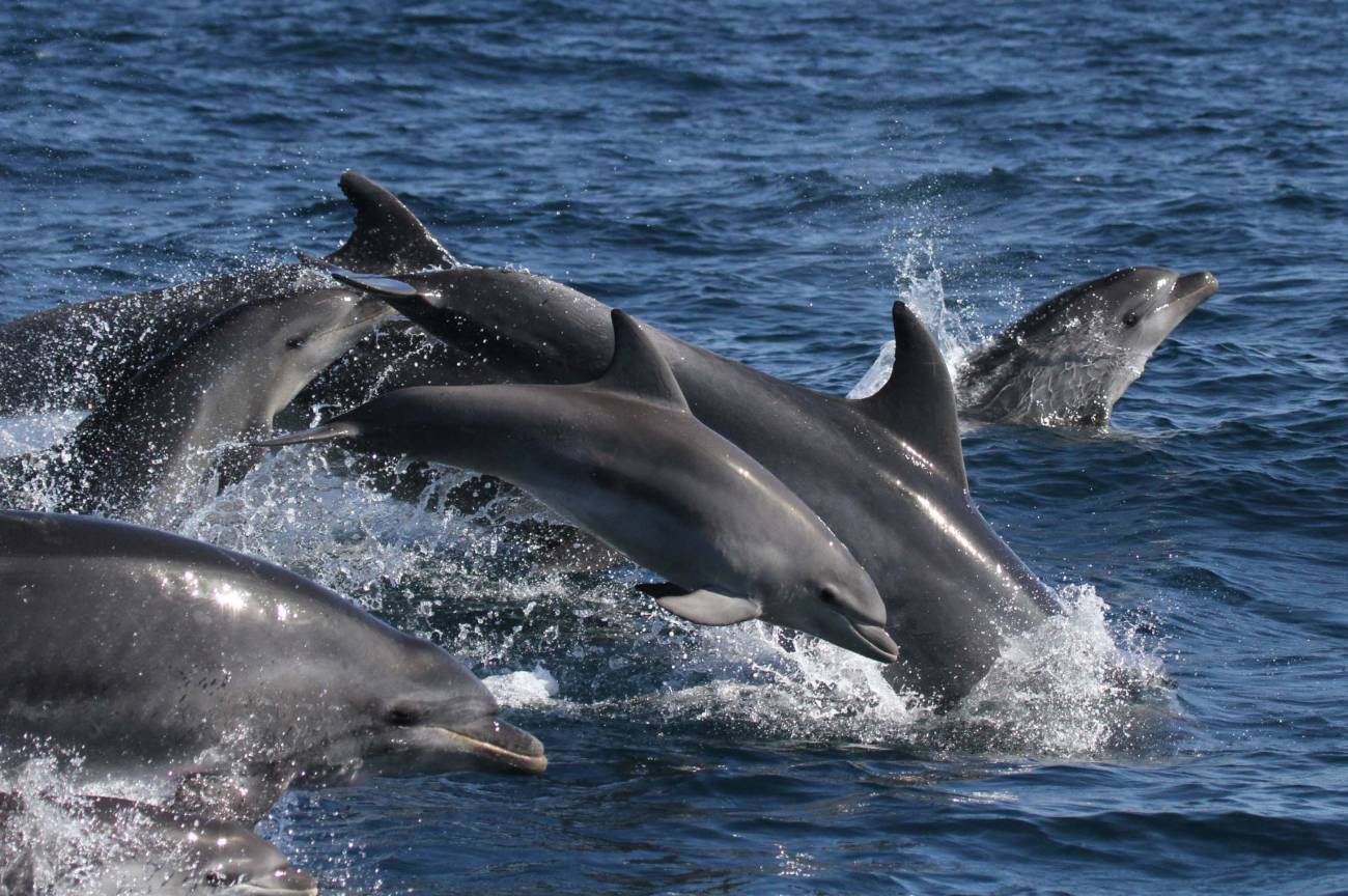 Identifican la dieta de los delfines del golfo de Cádiz para mejorar su conservación 