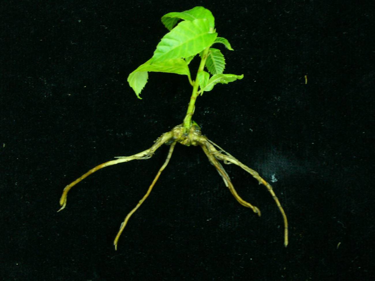 Identifican por primera vez en castaño genes relacionados con la formación de raíces
