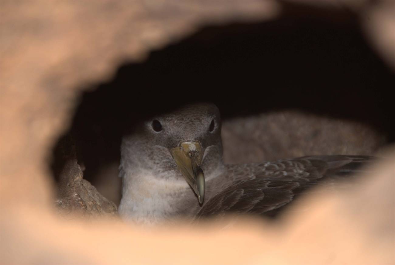 Identifican por primera vez la procedencia de las pardelas a partir del análisis químico de las plumas