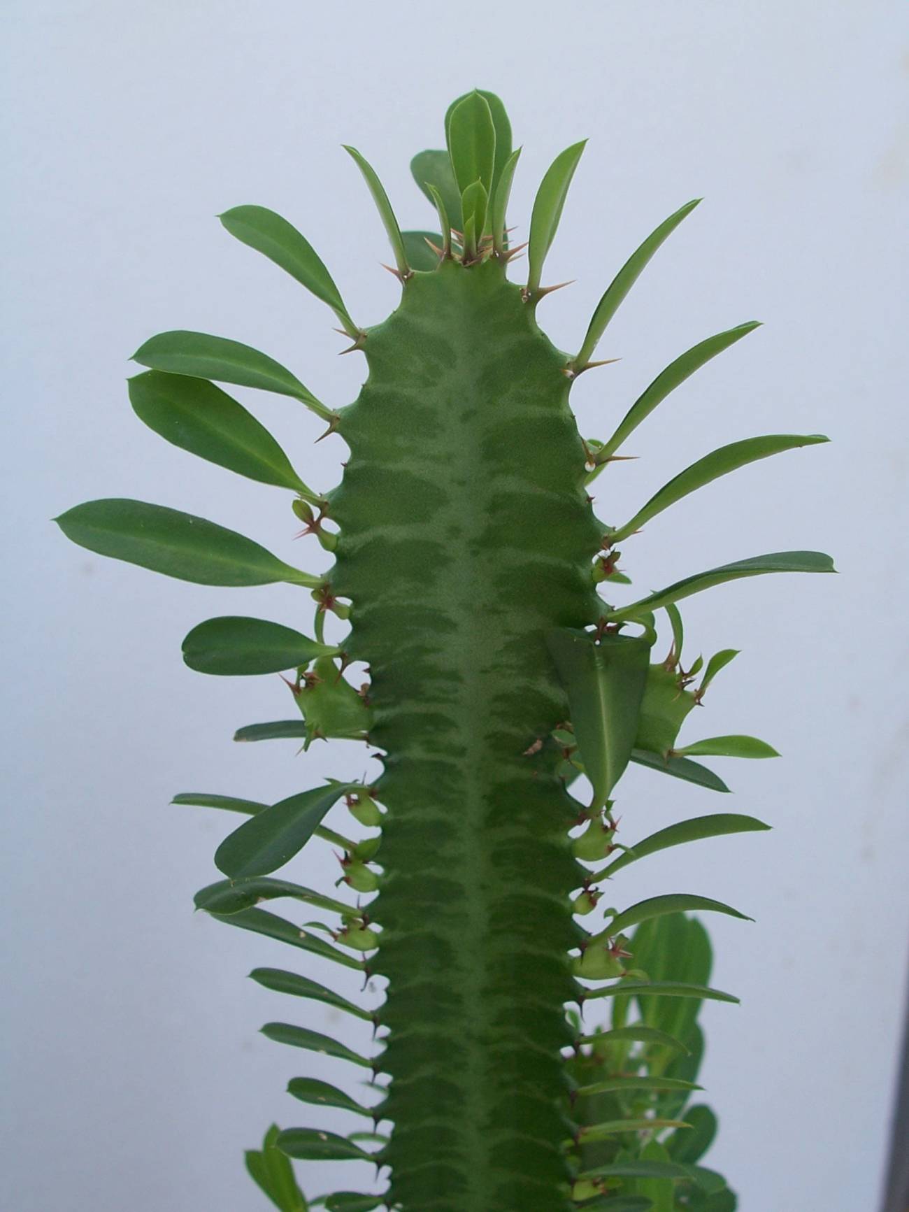 Identifican proteínas antitumorales en el látex de una planta 
