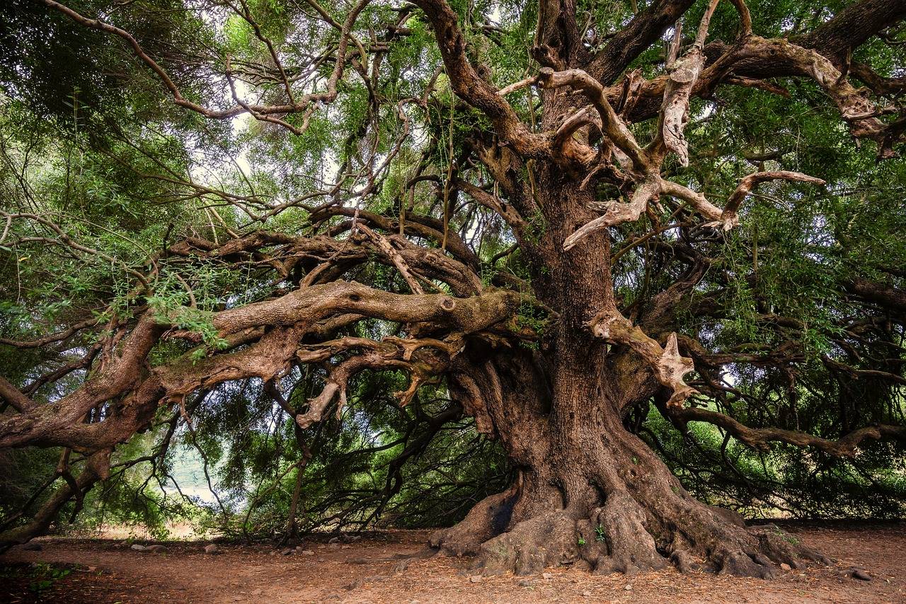 Identifican un gen esencial para la supervivencia de las plantas