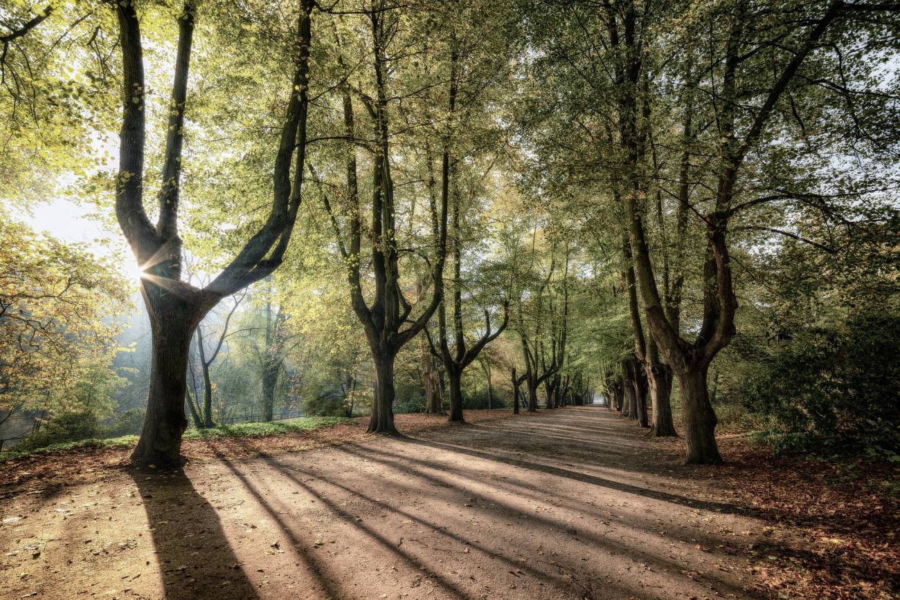 Sombras generadas por arboles 