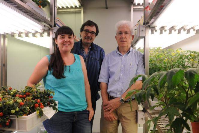 Los investigadores Marta Renato, Joaquín Azcón Bieto y Albert Boronat, en la Facultad de Biología de la Universidad de Barcelona. 