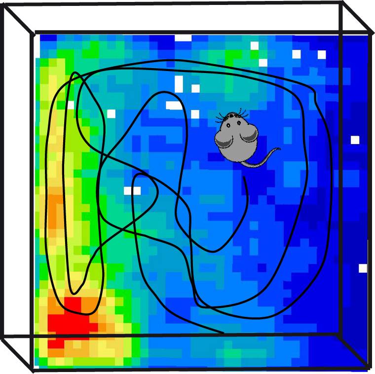 Identifican un nuevo tipo de neurona relacionada con la orientación espacial