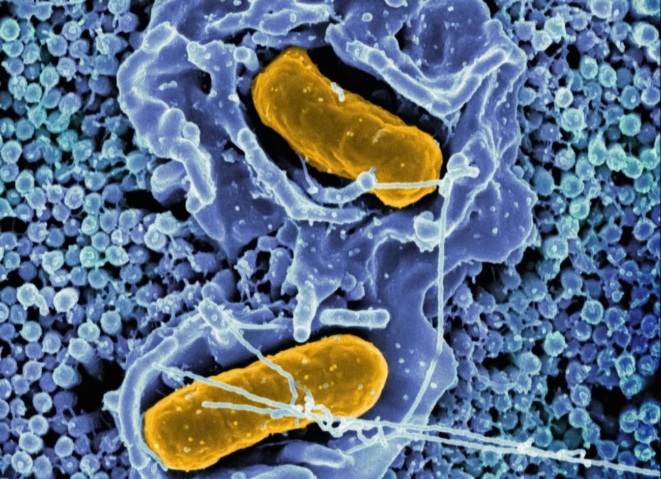 Foto microscopía mitocondrias.