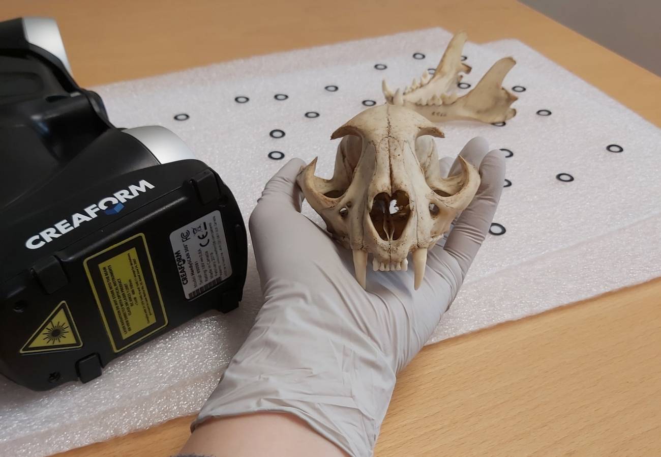 Identifican una limitación evolutiva clave en el desarrollo de los dientes de los mamíferos