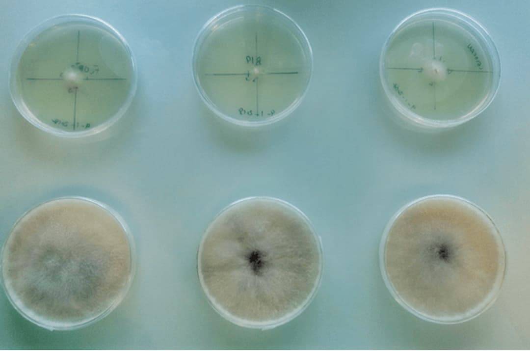 Imagen Cepas del hongo Fusarium circinatum