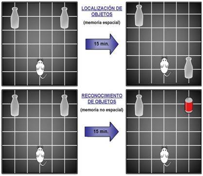 Importancia del cuidado materno en el desarrollo de los procesos cognitivos 