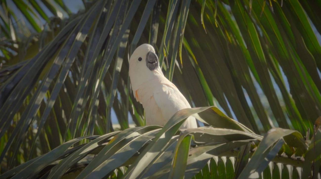 Indígenas colaboran en una medida de conservación para salvar a las cacatúas moluqueñas