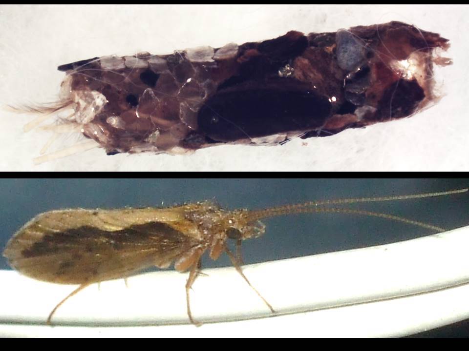 Arriba, la casa de pupación o canutillo realizado con granos del substrato en el que la larva se encierra para realizar la metamorfosis y convertirse en insecto adulto (abajo).