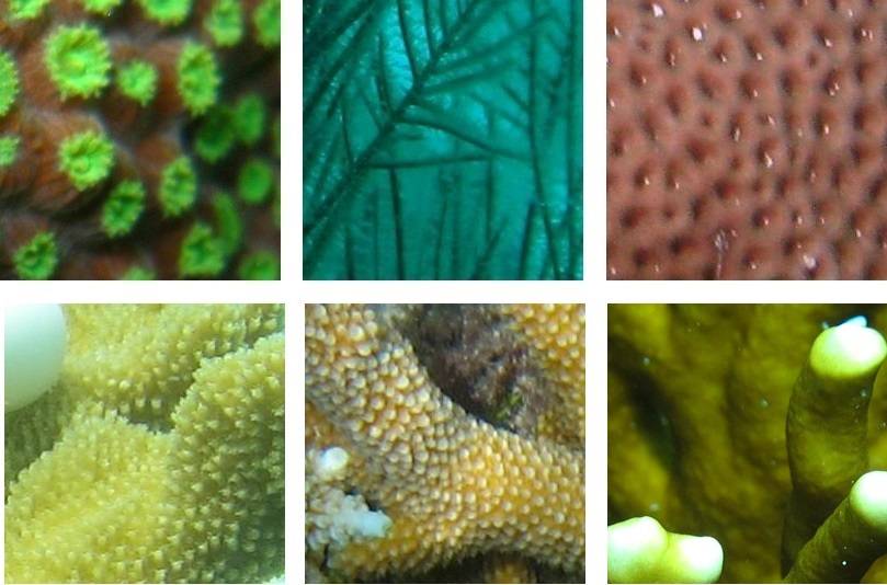 Inteligencia artificial para reconocer los corales marinos