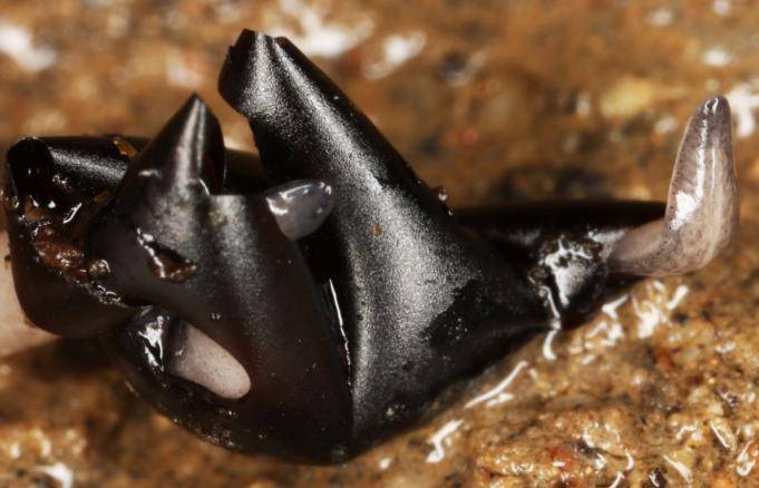 Las planarias exóticas son unas especies potencialmente invasoras y de fácil dispersión que pueden afectar el equilibrio de los ecosistemas naturales (IMAGEN: planaria exótica Obama sp. en el momento de la eclosión).