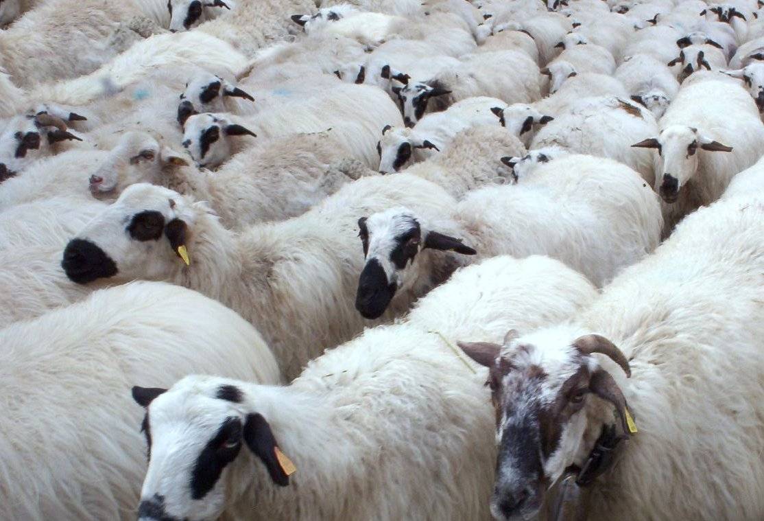 Investigadores aragoneses participan en la secuenciación del genoma ovino 