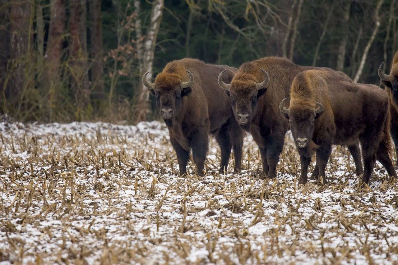 bisonte europeo