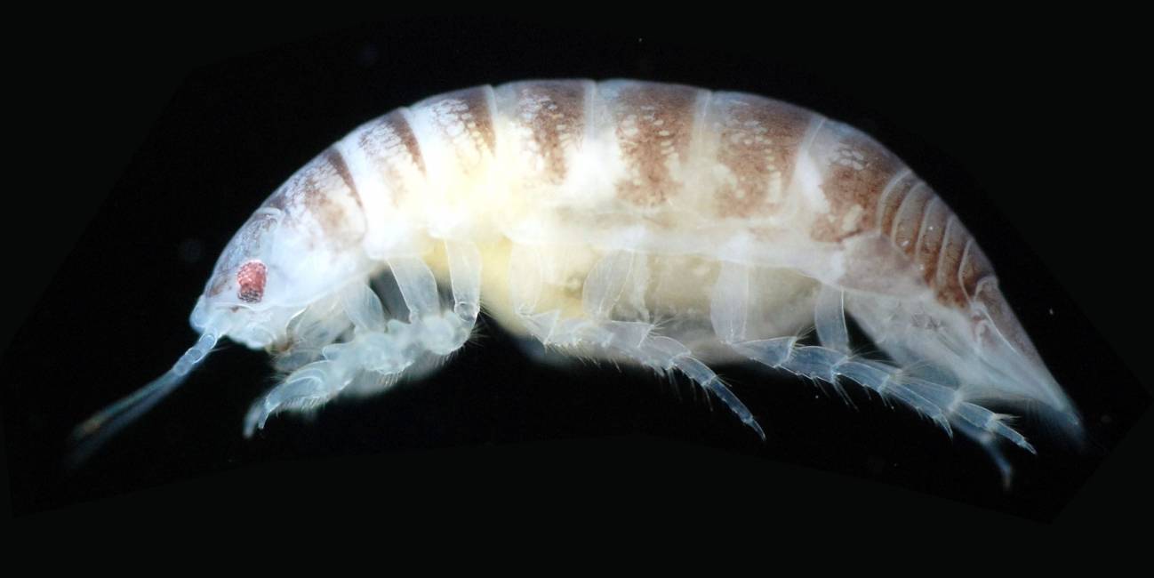 Politolana lateral, IEO, Cachucho, ciencia