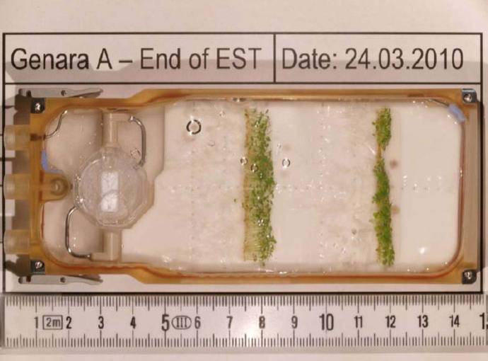 Investigadores españoles y franceses estudiarán cómo crecen las plantas en el espacio