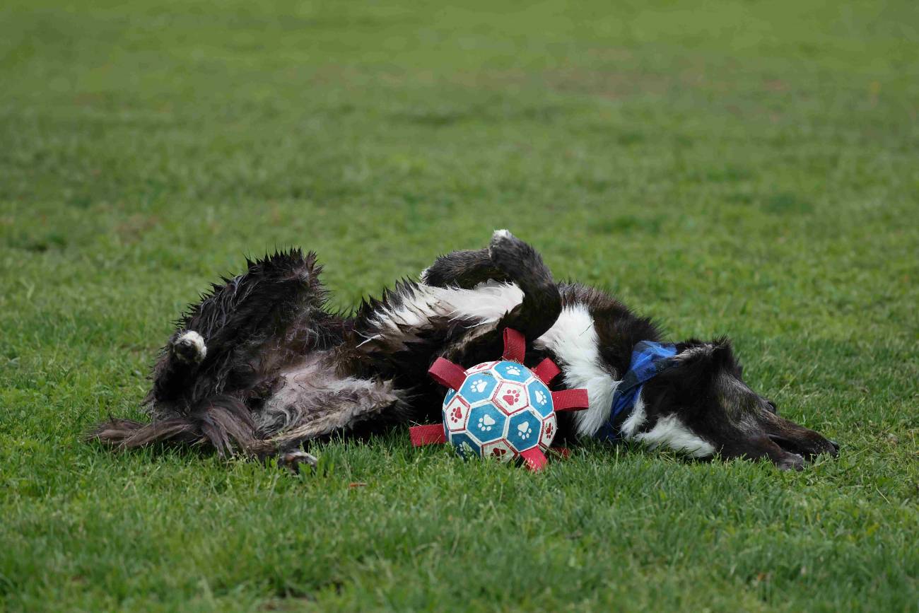 Perro tumbado en un césped