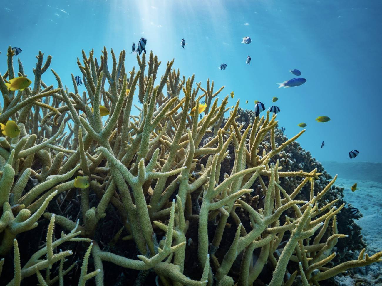 La acidificación de los océanos no afecta al comportamiento de los peces