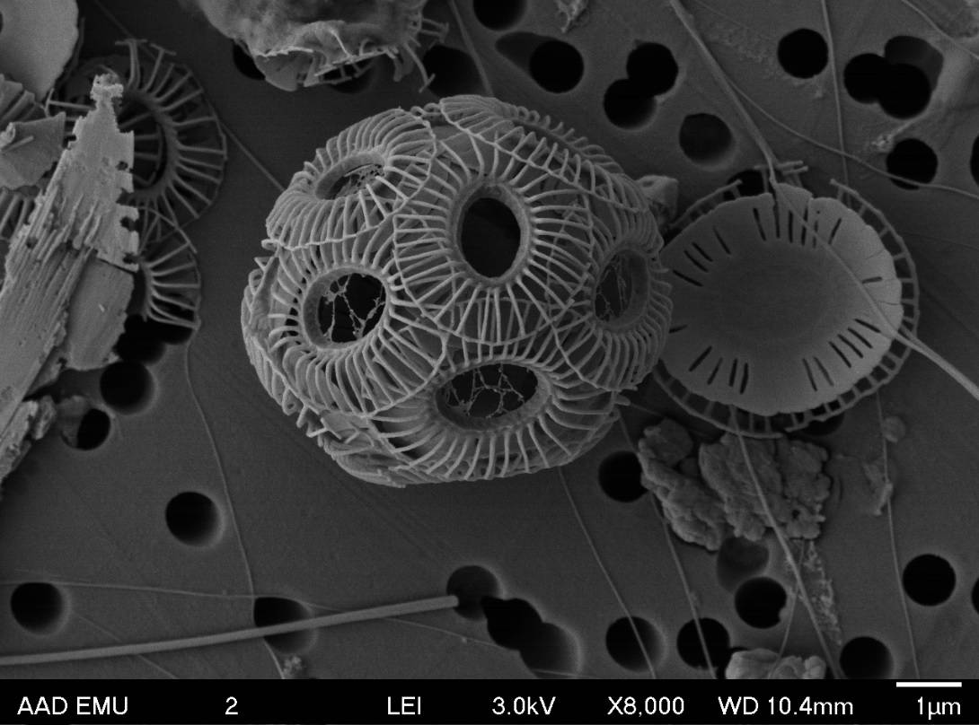 Un proyecto europeo de la Universidad de Salamanca analiza el papel en la absorción de CO2 de los cocolitóforos, que además son la base de la cadena alimenticia