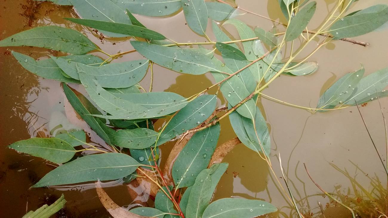 Hojas de eucalipto en el agua