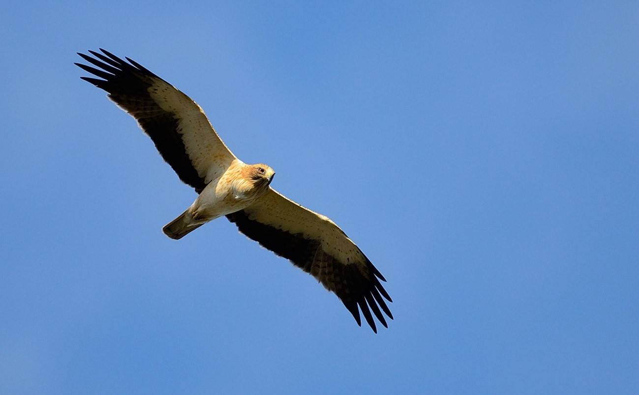 Águila calzada