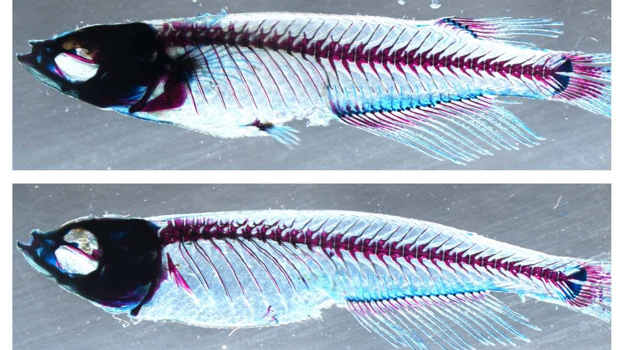 La aleta dorsal de los peces originó las extremidades de los vertebrados