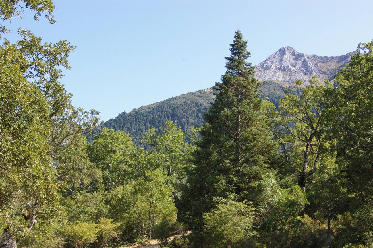 Pinsapo andaluz