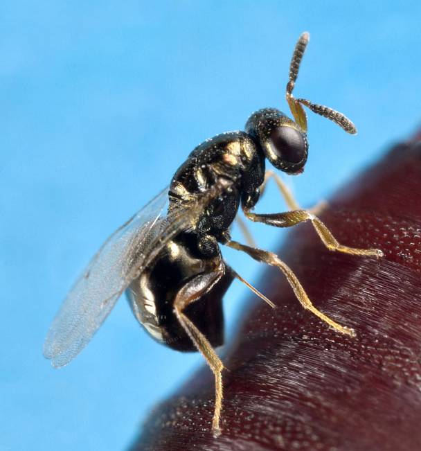 La avispa Nasonia, nuevo modelo de organismo para controlar plagas agrícolas y enfermedades