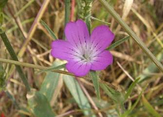 La biodiversidad de la flora desciende en los campos de cereales de Cataluña