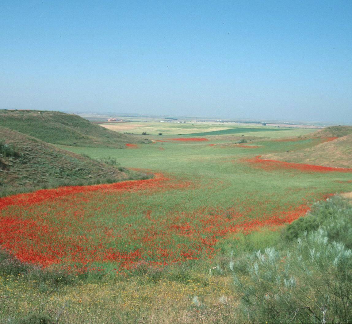 La biodiversidad de los medios agrícolas se mantendría mejor con medidas a escalas de campo de cultivo y de paisaje agrario