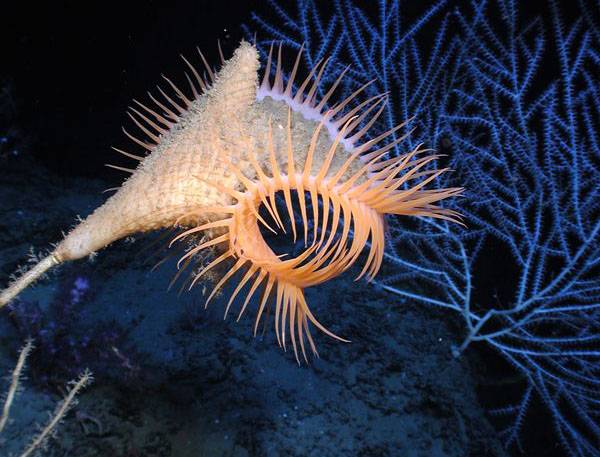 La biodiversidad del Mediterráneo, la más amenazada del mundo 