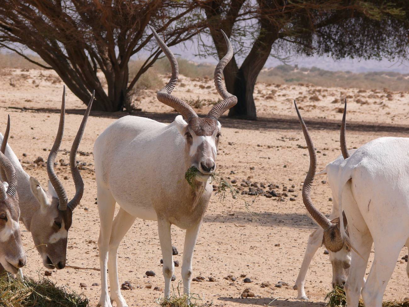 La biodiversidad del Sahara, en peligro por el ‘olvido’ de los desiertos como áreas protegidas