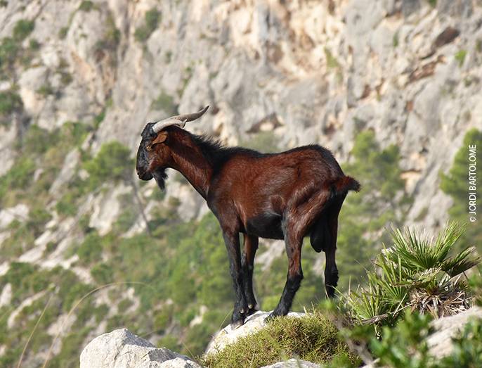 La cabra salvaje mallorquina favorece la diversidad floral de la isla