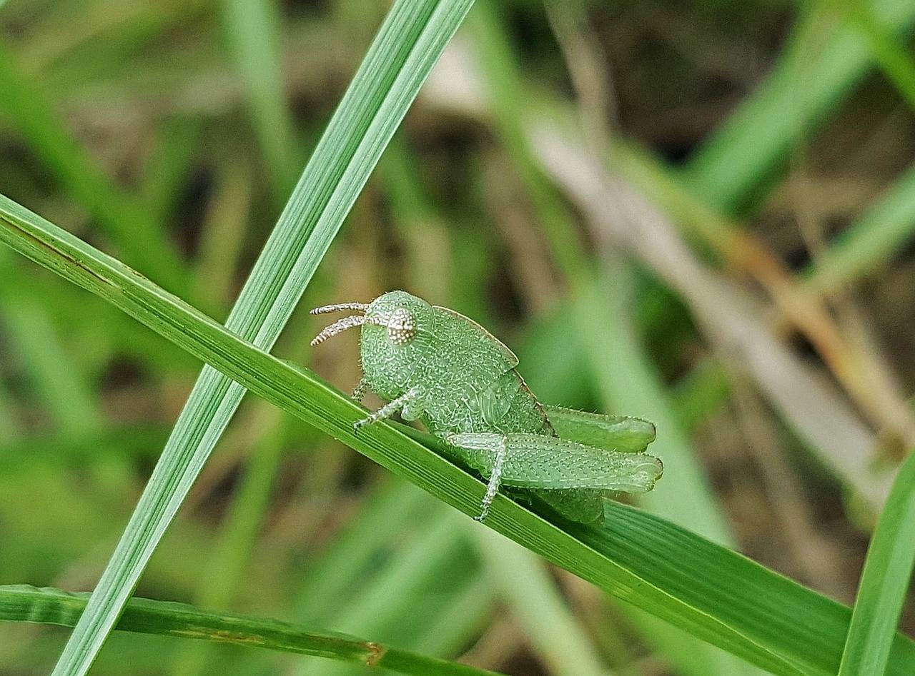 La cantidad de una proteína en el embrión de un insecto podría explicar su forma de nacer
