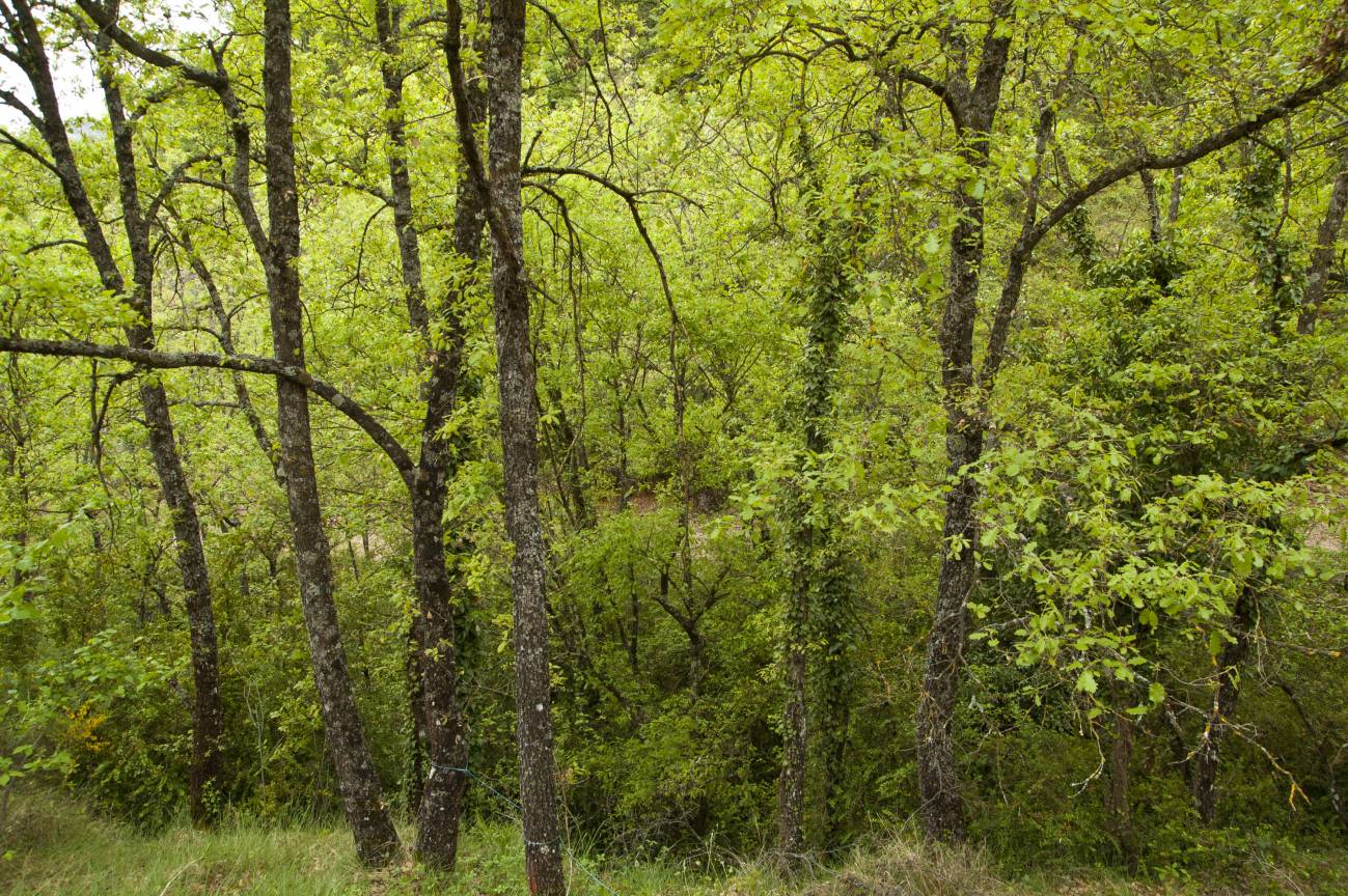 La capacidad de los suelos forestales para almacenar carbono está sobreestimada 
