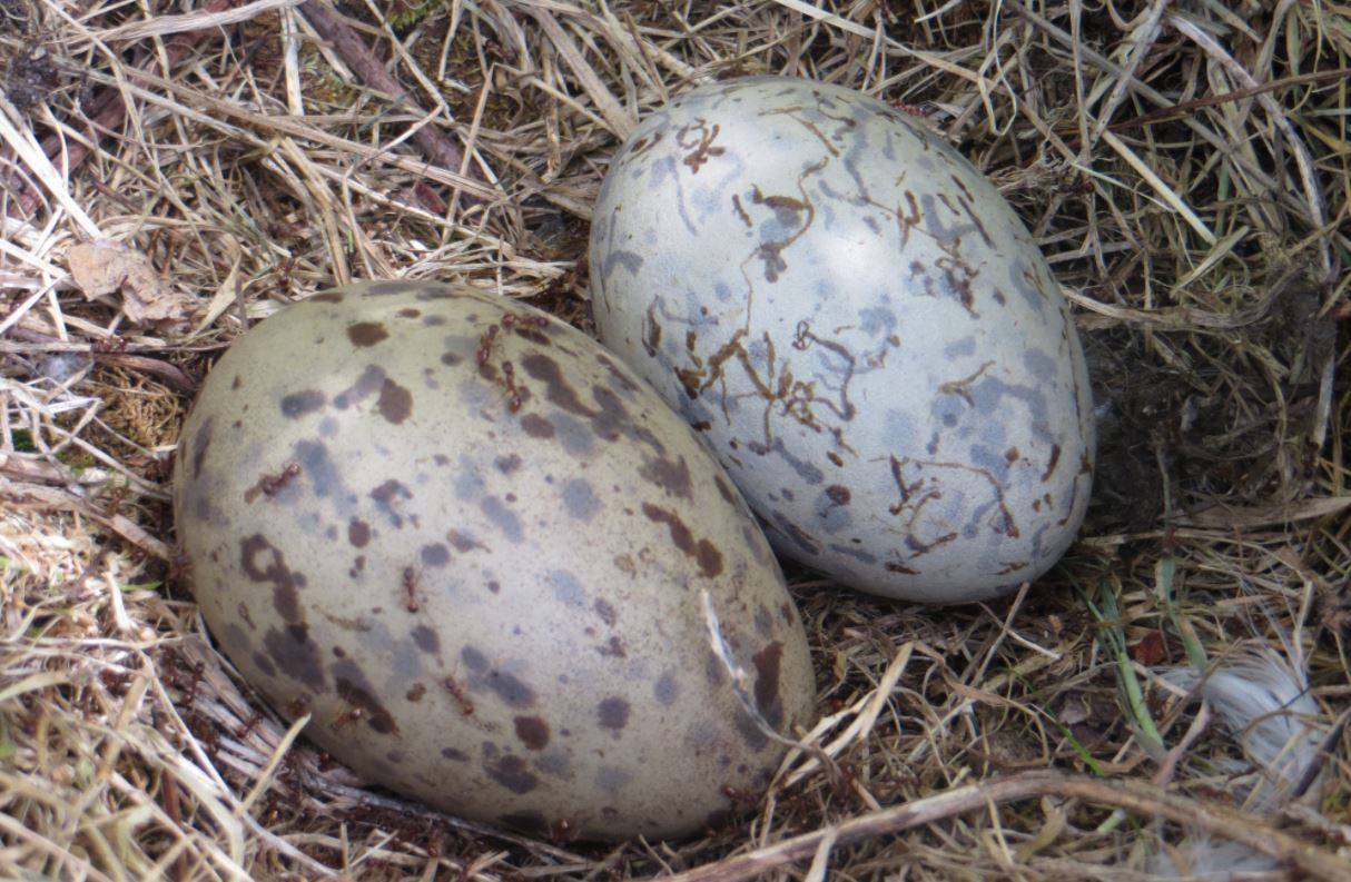 La capacidad de vuelo de las aves afecta a la forma de sus huevos