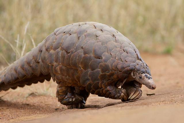 La caza furtiva acorrala a los pangolines 