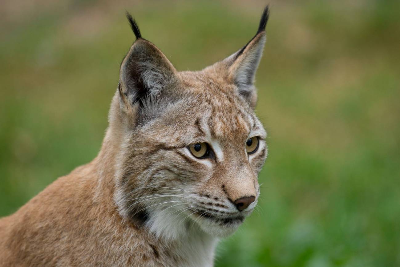 La caza ilegal amenaza también a los linces europeos 