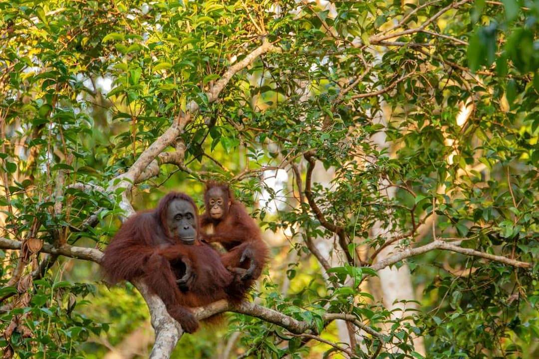 La caza y el uso del suelo reducen a la mitad la distribución de los grandes mamíferos tropicales