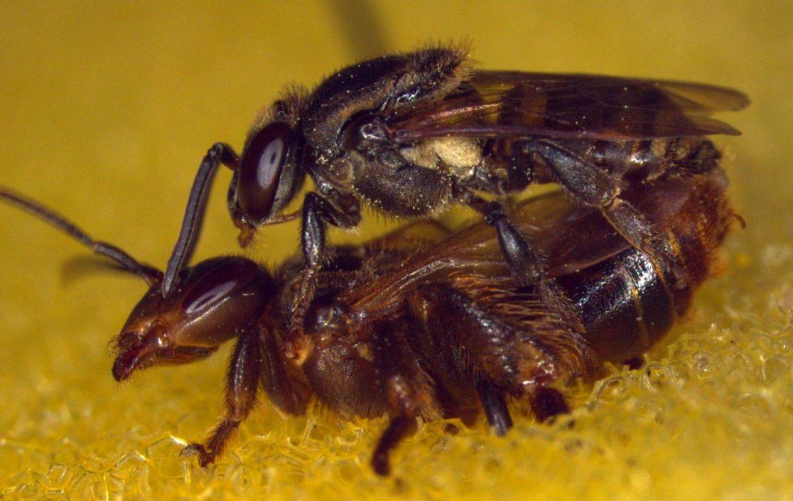 La colonia de abejas asesina a la reina que copula con dos machos