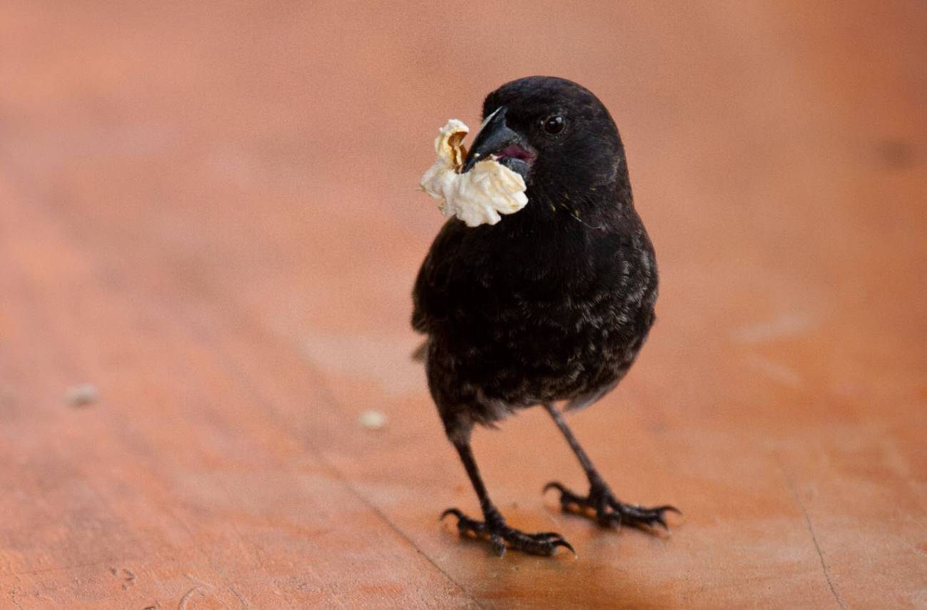 La comida basura afecta a la salud de los pinzones de Darwin