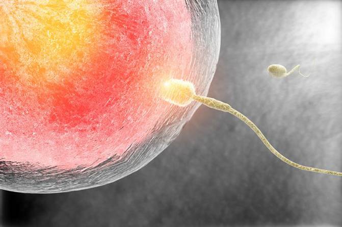 La concepción por reproducción asistida no influye en el rendimiento académico de los hijos
