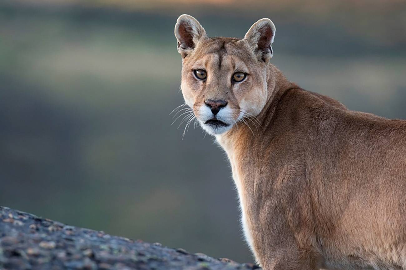 La contaminacion luminica nocturna condiciona la seleccion de habitat de los pumas