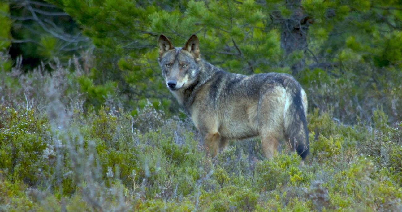 La convivencia entre humanos y lobos es posible si las comunidades rurales reciben un mayor apoyo
