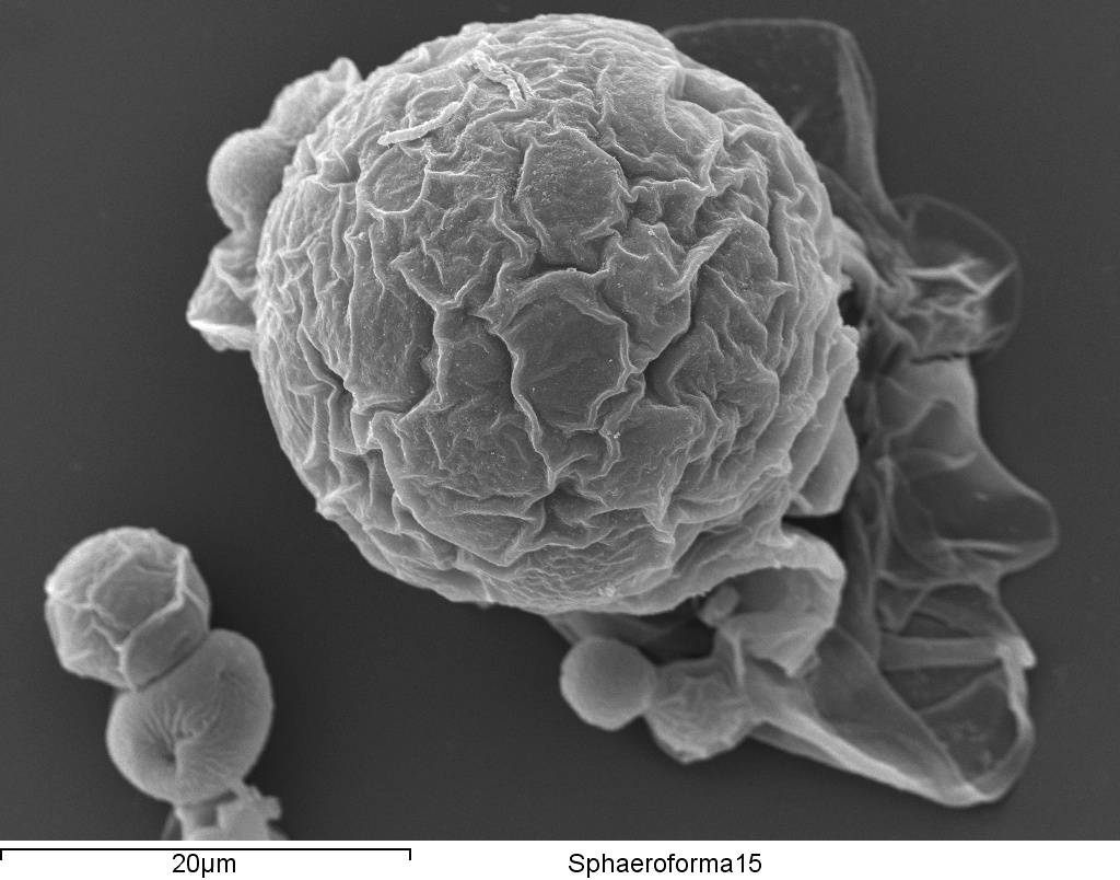Sphaeroforma15