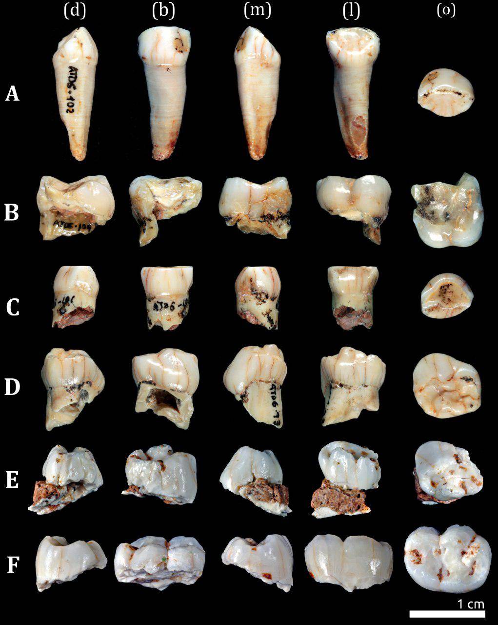 La dentición del ‘Homo antecessor’ combinaba caracteres primitivos y modernos
