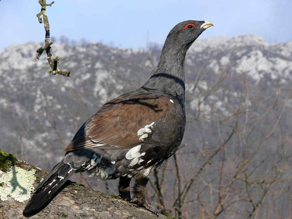 La desaparición de los pinos de la Cordillera Cantábrica amenaza al urogallo